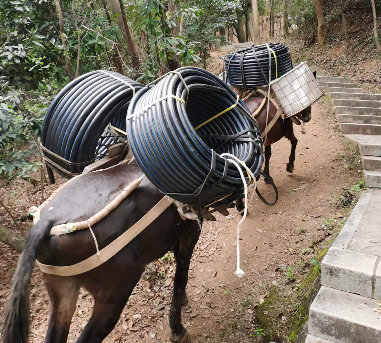 潮南区马帮运输