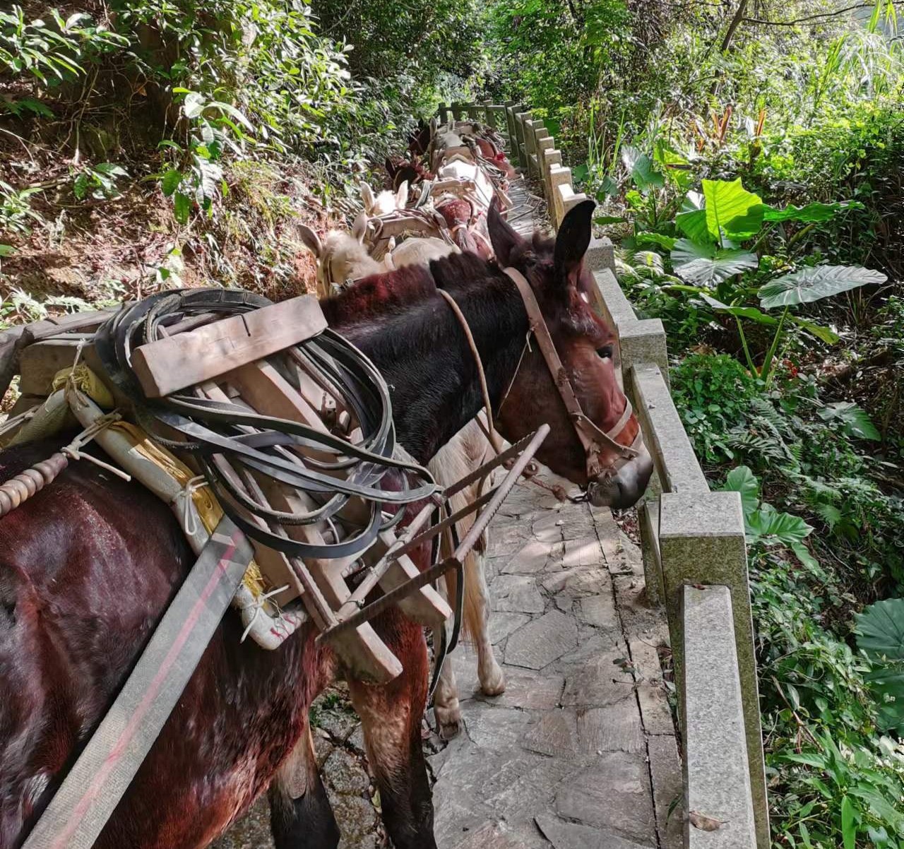 潮南区马队运输