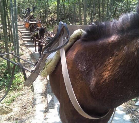 潮南区骡马队运输