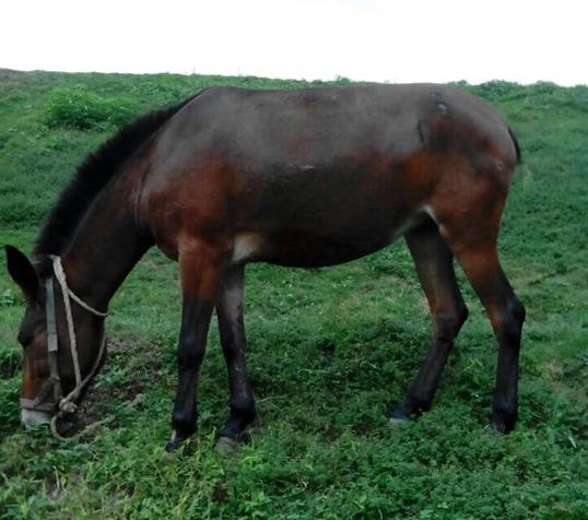 潮南区骡马搬运