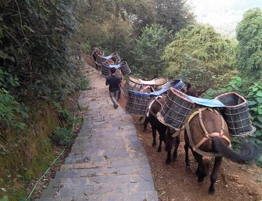 潮南区骡马运输电话