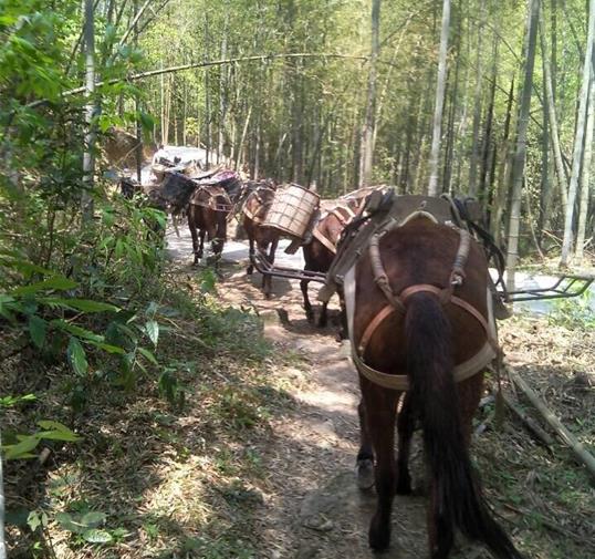 潮南区骡马运输公司