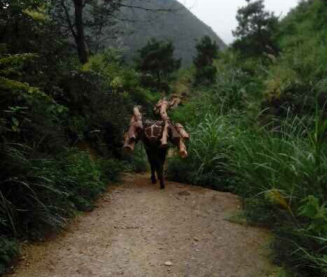 潮南区骡马运输