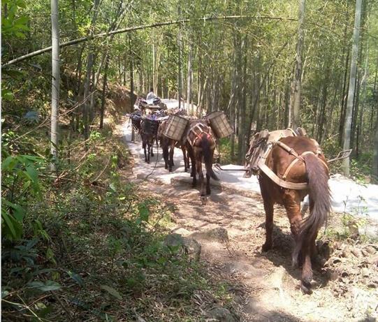 潮南区马帮运输电话