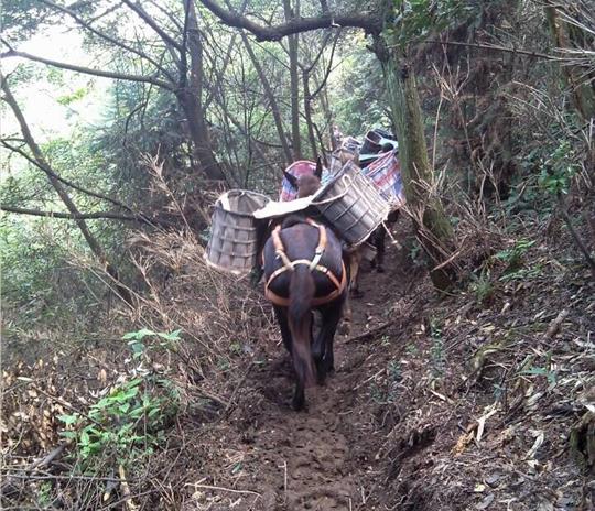 潮南区马帮运输公司