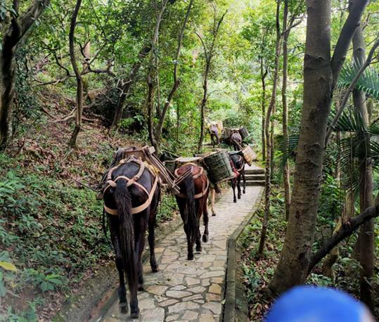 潮南区马队运输电话