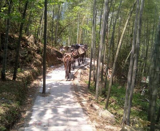 潮南区马队运输公司