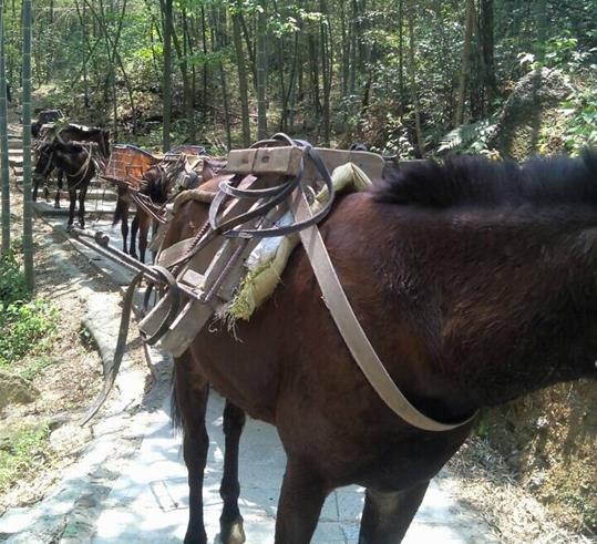 潮南区山路骡马运输