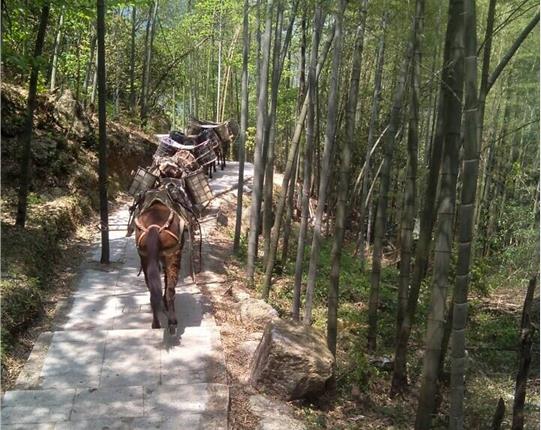 潮南区山区骡马运输